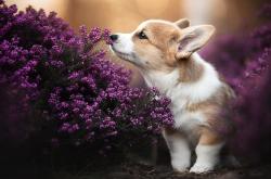 开云体育APP下载-挥别时刻，便是永恒，当字母哥与马刺小将共享同一片星光