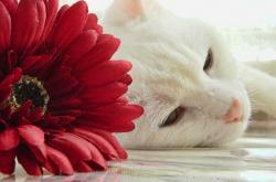 开云体育APP下载-铁血防线与致命尖刀，几内亚对阵塞内加尔之战，伊萨克持续制造杀伤