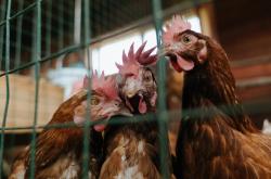 开云体育下载-乔治化身菲尼克斯手术刀，尼克斯钢铁防线为何一夜崩解？