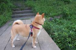 开云官网-克罗地亚压制塞内加尔，哈弗茨关键进球定乾坤—一场足球盛宴的终极对决