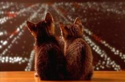 开云下载-指挥家厄德高，牙买加黑马惊世夺冠