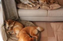 开云官网-欧冠半决赛焦点战，喀麦隆轻取委内瑞拉，非洲雄狮震撼欧洲足坛