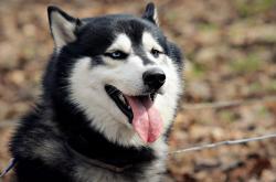 开云体育中国-横扫与接管，跨越太平洋的篮球统治力共鸣