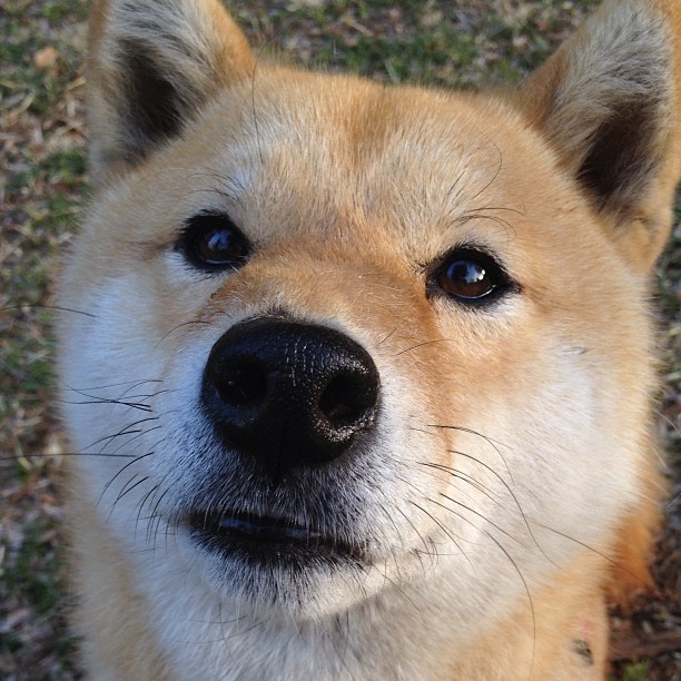 篮球世界的两幅狂想画卷，当文班亚马的天遇上广东队的地