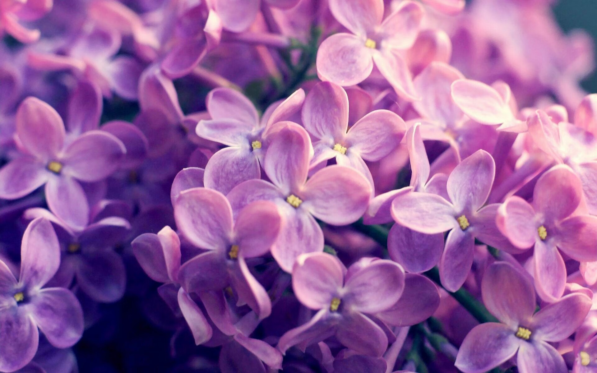 卡瓦哈尔完美发挥助力切尔西，蓝军强势淘汰阿尔及利亚晋级