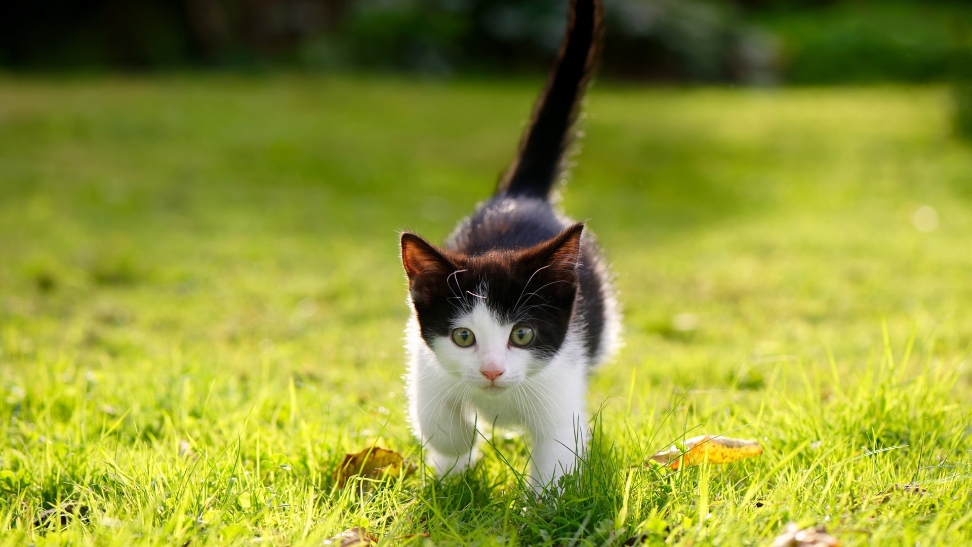 东方铁壁，西方利刃，当浙江队的窒息防守遇见欧冠赛场上的克莱时刻