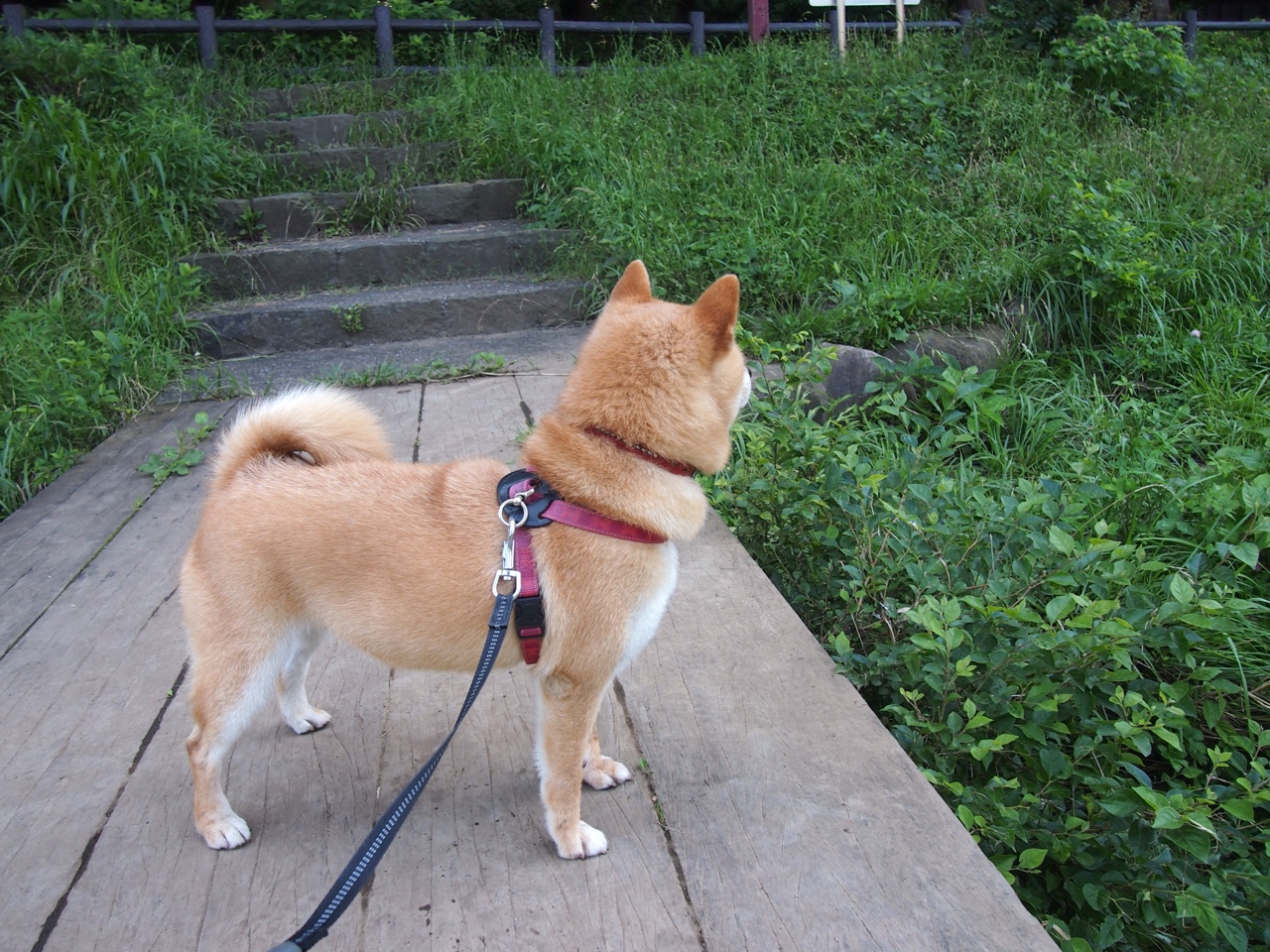 克罗地亚压制塞内加尔，哈弗茨关键进球定乾坤—一场足球盛宴的终极对决