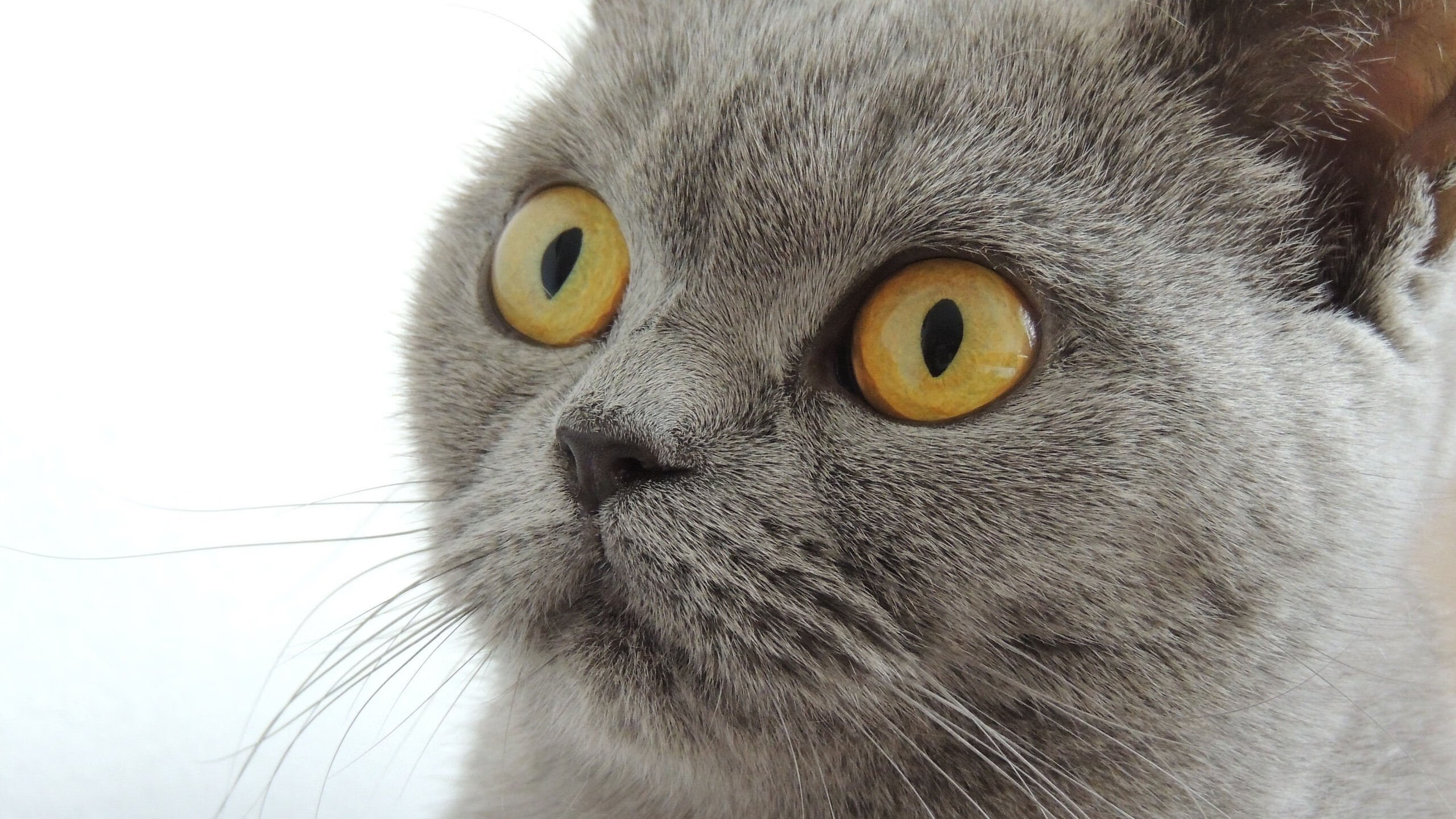 钢铁之躯与黎明破晓,奥运前夜,字母哥的终极接管