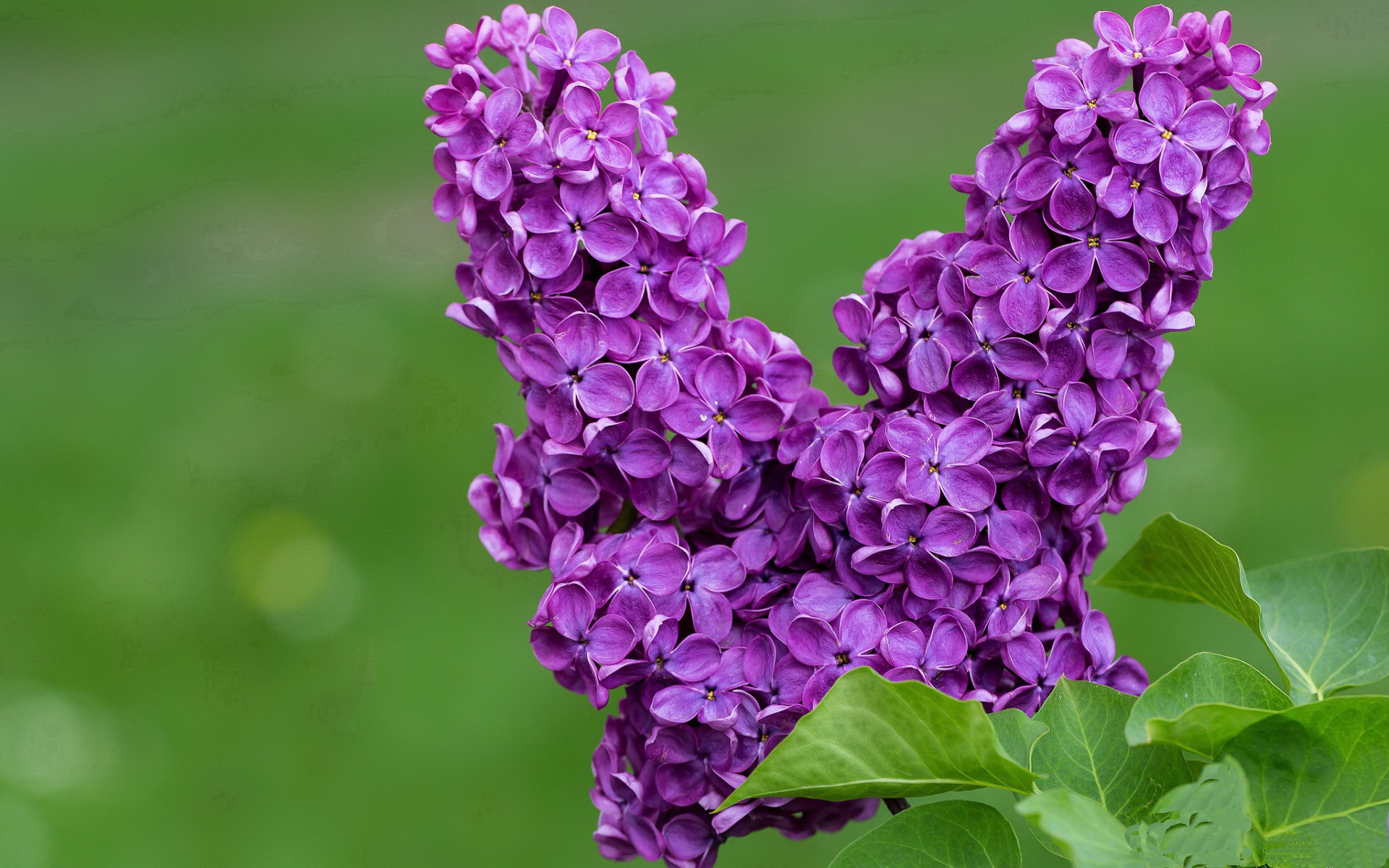 燃魂之战,米切尔点燃赛场,步行者生死战取胜魔术