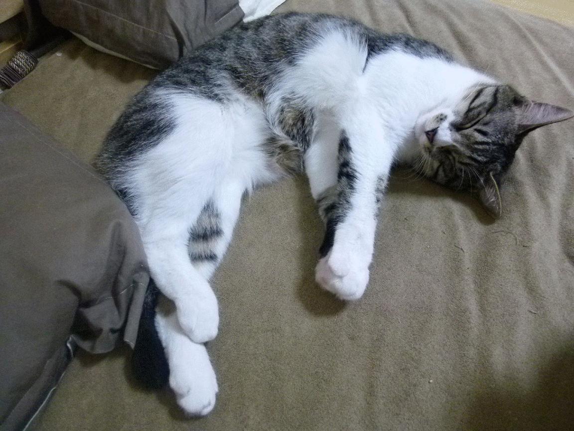 跨洋逆袭!步行者绝境翻盘,莫兰特末节19分打崩山西