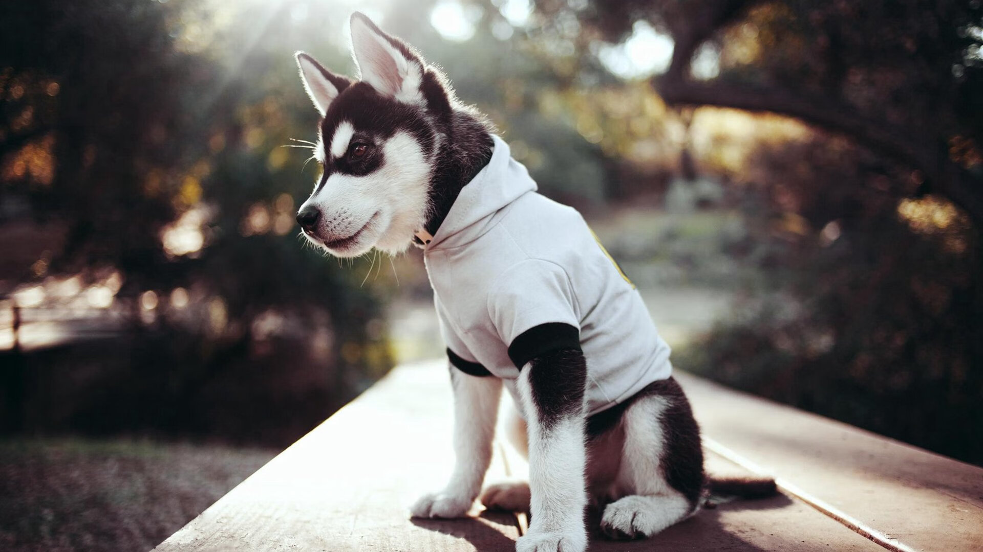 足球焦点战的双重奏,西甲国家德比的激情与乌拉圭踏平里昂的震撼