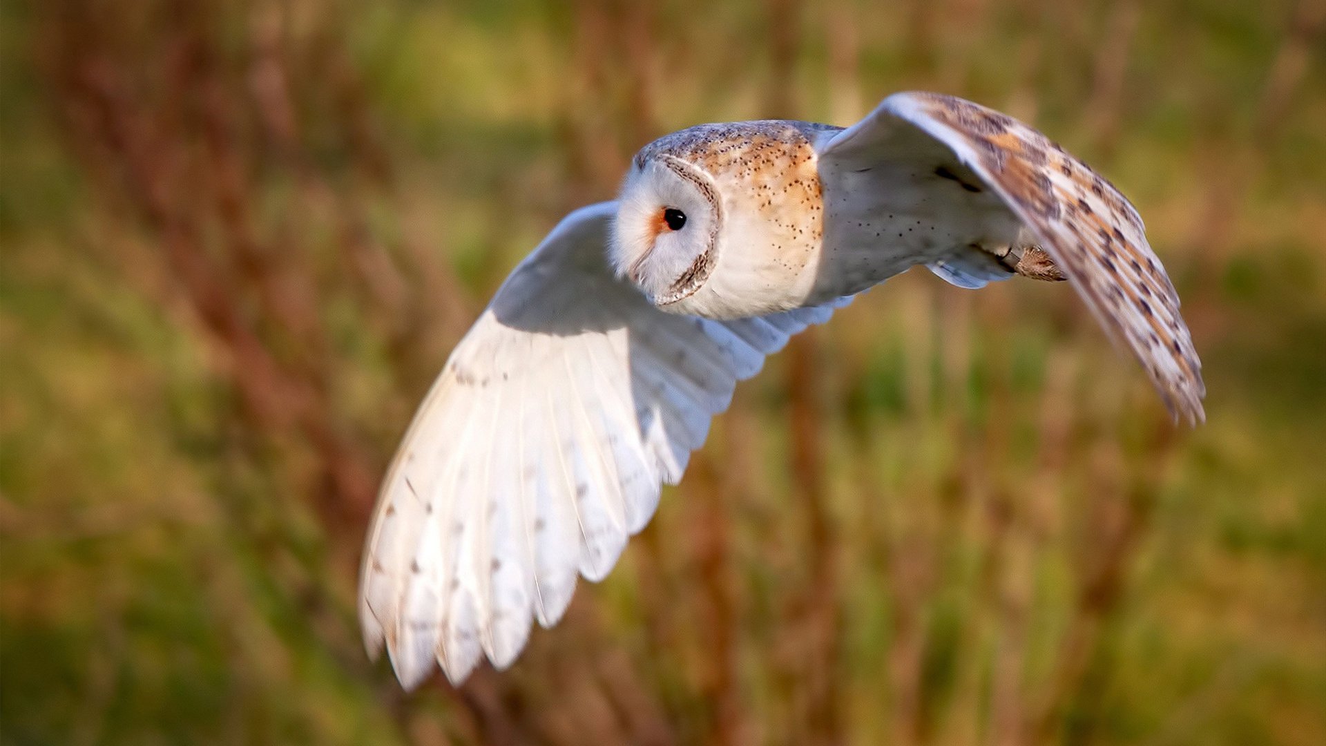 强势晋级！马里力克哥斯达黎加，穆勒关键一球定乾坤