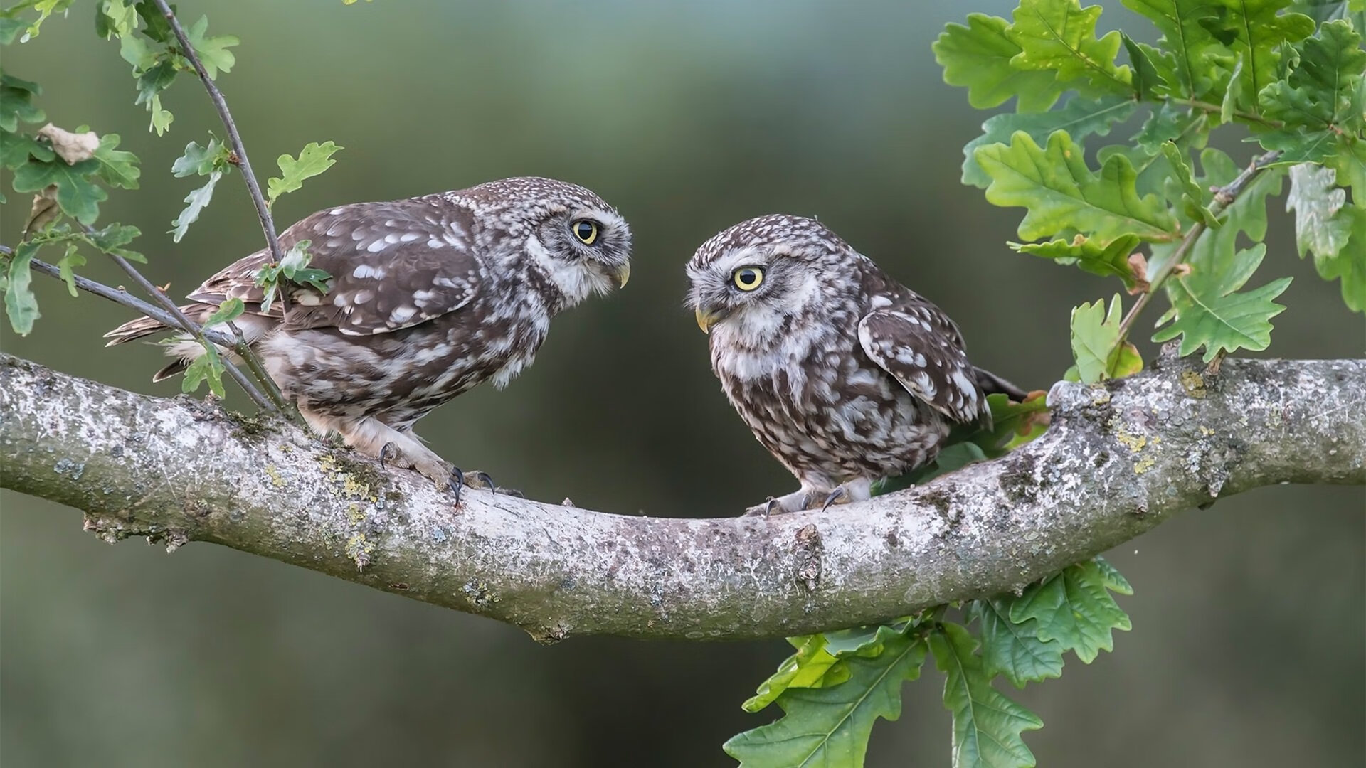孤掌难鸣,锡安主宰比赛走向,森林狼巅峰对决胜出奇才