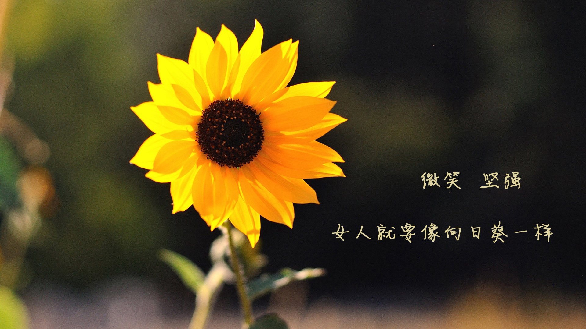 末节风暴,鹈鹕带走76人,切特统治级数据闪耀